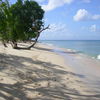 Барбадос, пляж Хивудс, романтичная коряга