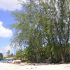 Барбадос, пляж Маллинс бэй, деревья