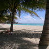 Barbados, St. Lawrence Gap, in the shade of palm trees