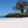 Comoros, Grande Comore, Chomoni beach, baobab