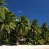 Fiji, Kandavu, Papageno beach, palms