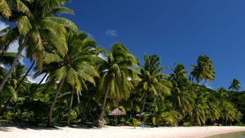 Fiji, Kandavu, Papageno beach, palms