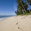 Fiji, Taveuni, Lavena beach, palms