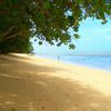 Fiji, Taveuni, Lavena beach, trees