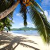 Fiji, Taveuni, Matagi island, beach, palm