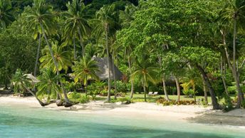 Fiji, Taveuni, Qamea island, palms