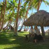 Fiji, Vanua Levu, Korovatu beach, palms