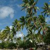 Fiji, Viti Levu, Robinson Crusoe island, beach, palms