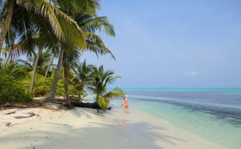 India, Laccadives, Bangaram, beach, palms