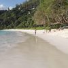 Сейшельские острова, Маэ, Пляж Petite Anse (Фо Сизонс), дерево