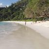 Seychelles, Mahe, Petite Anse beach (Four Seasons), tree