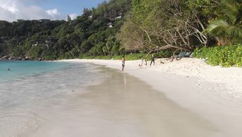 Seychelles, Mahe, Petite Anse beach (Four Seasons), tree