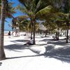 Mexico, Akumal beach, palm trees
