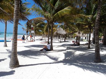 Mexico, Akumal beach, palm trees