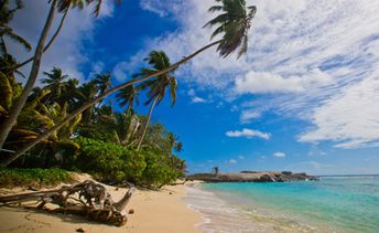 Seychelles, Mahe, Anse Forbans beach, palms