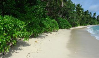 Seychelles, Mahe, Grand Anse beach, bushes