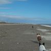 USA, Louisiana, Holly beach, dogs