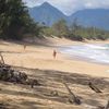 Гавайи, Мауи, Пляж Болдуин-бич, деревья