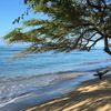 Гавайи, Мауи, Пляж Папалауа, дерево над водой