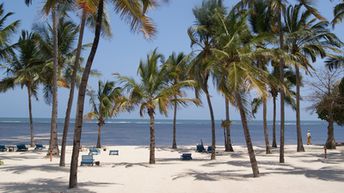 Kenya, Malindi beach, palms