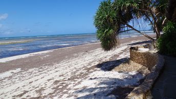 Kenya, Msambweni, Mbuyu Beach Bungalows