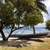 Panama, El Porvenir island, tree