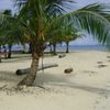 San Blas, Isla Iguana, beach, palm