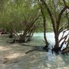 Thailand, Koh Tao, Freedom Beach, trees in water