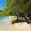 Thailand, Koh Tao, Shark Bay beach, tree over water