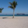 ОАЭ, Пляж Хор-Факкан, пальмы