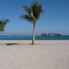 UAE, Khor Fakkan beach, palms