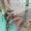 Bahamas, Compass Cay, nurse sharks