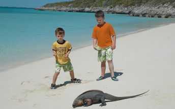 Bahamas, Exuma, Bitter Guana Cay, iguana beach