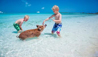 Bahamas, Exuma, Pig Beach