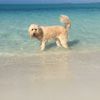 Exuma, Jolly Hall beach, dog