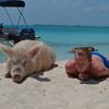 Exuma, Pig Beach, chill out