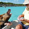 Exuma, Pig Beach, feeding