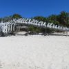 Exuma, Warderick Wells Cay, whale skeleton