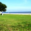 Mississippi, Pass Christian beach, tree