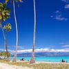 Moorea, Temae beach, palms