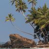 Шри-Ланка, Пляж Михирипенна, пальмы