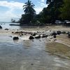 Tahiti, La Plage de Maui, cars