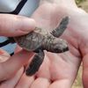 Tioman, Juara beach, baby turtle