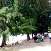Tioman, Paya beach, trees