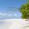 Vaavu, Felidhoo beach, tree