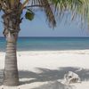Cayman Brac public beach, palm