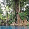 Espiritu Santo, Matevulu Blue Hole, huge banyan tree