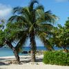 Grand Cayman, Smith Cove beach, palm