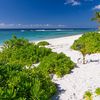 Grand Cayman, Spotts Beach, bush