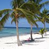 Grand Cayman, Spotts Beach, palms
